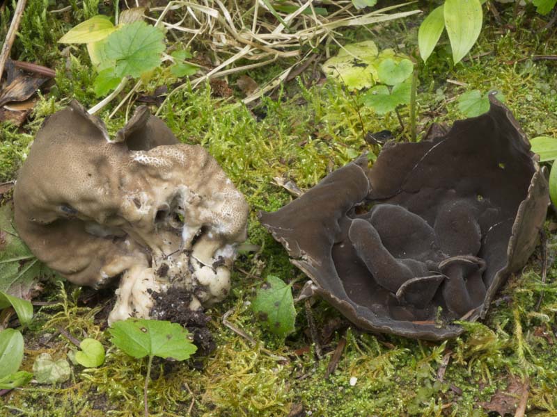 Helvella crassitunicata